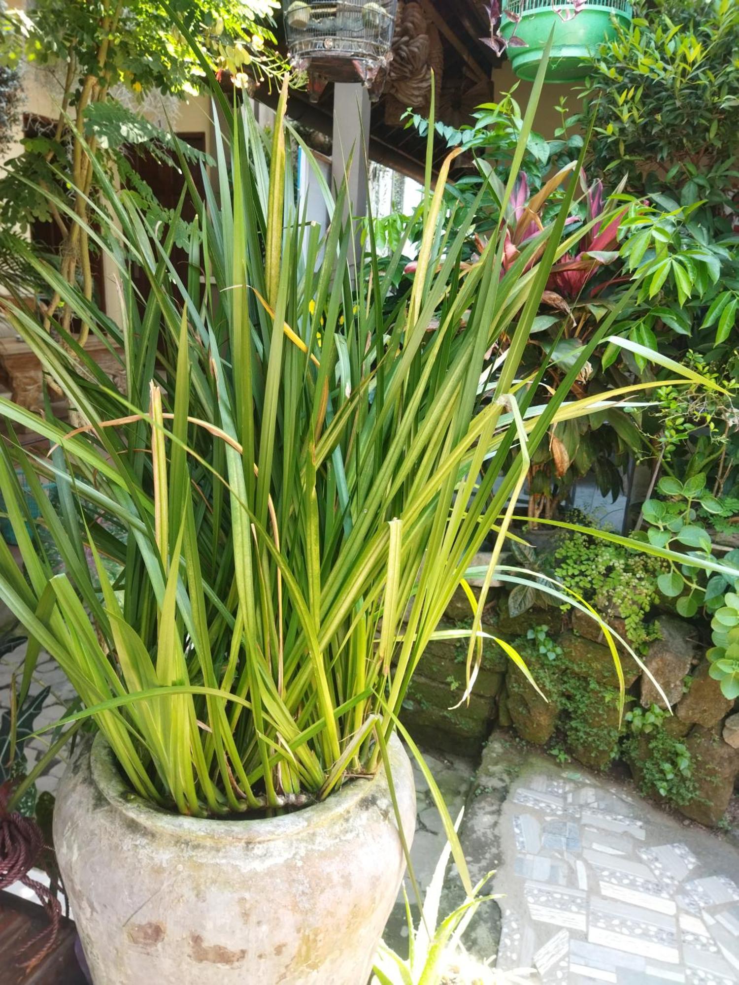 Wahwik'S House Hotel Ubud Kültér fotó